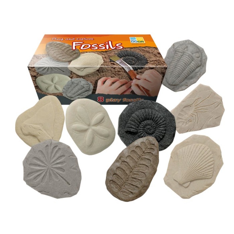 Yellow Door Let's Investigate, Fossils, Set of 8