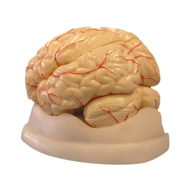 United Scientific Brain Model, 8-Part