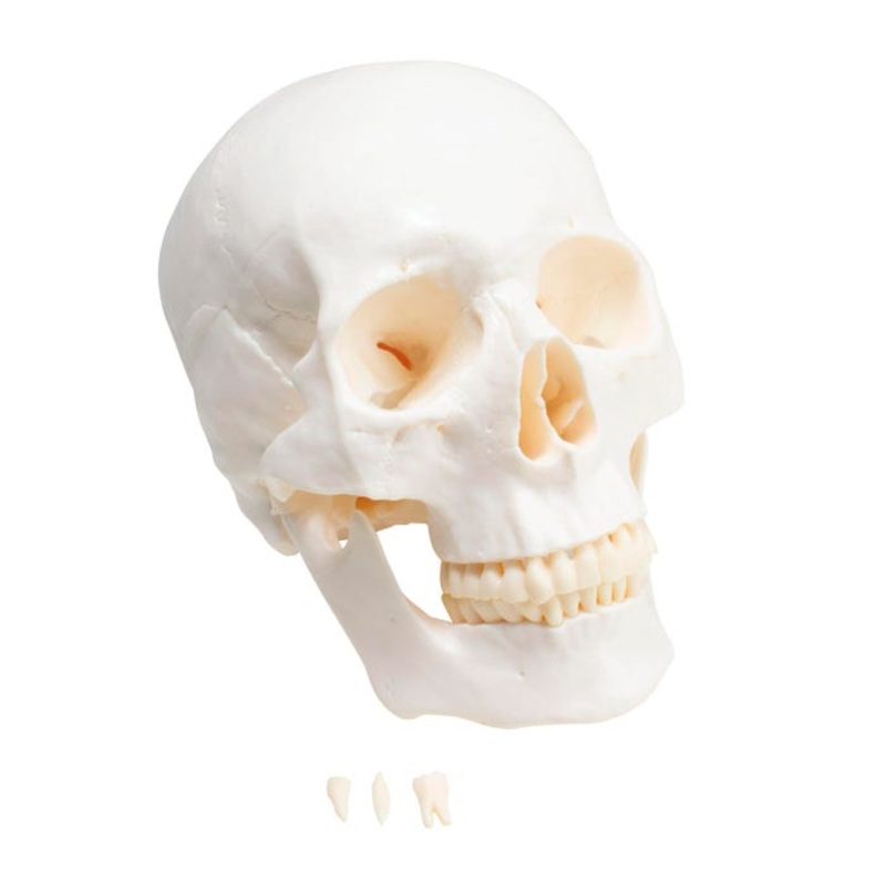 United Scientific Economy Plastic Skull