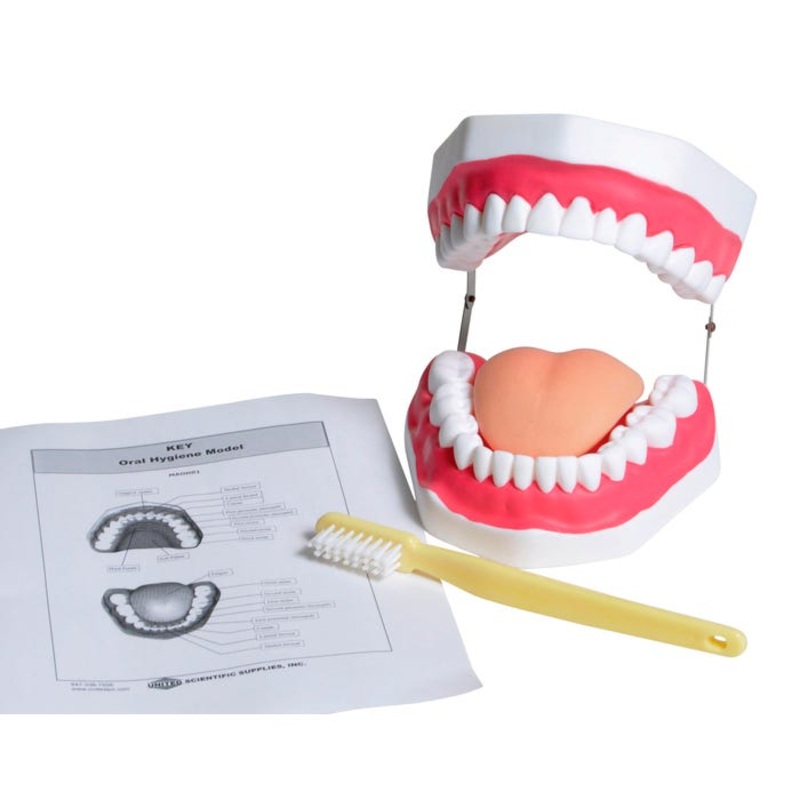 United Scientific Oral Hygiene Model