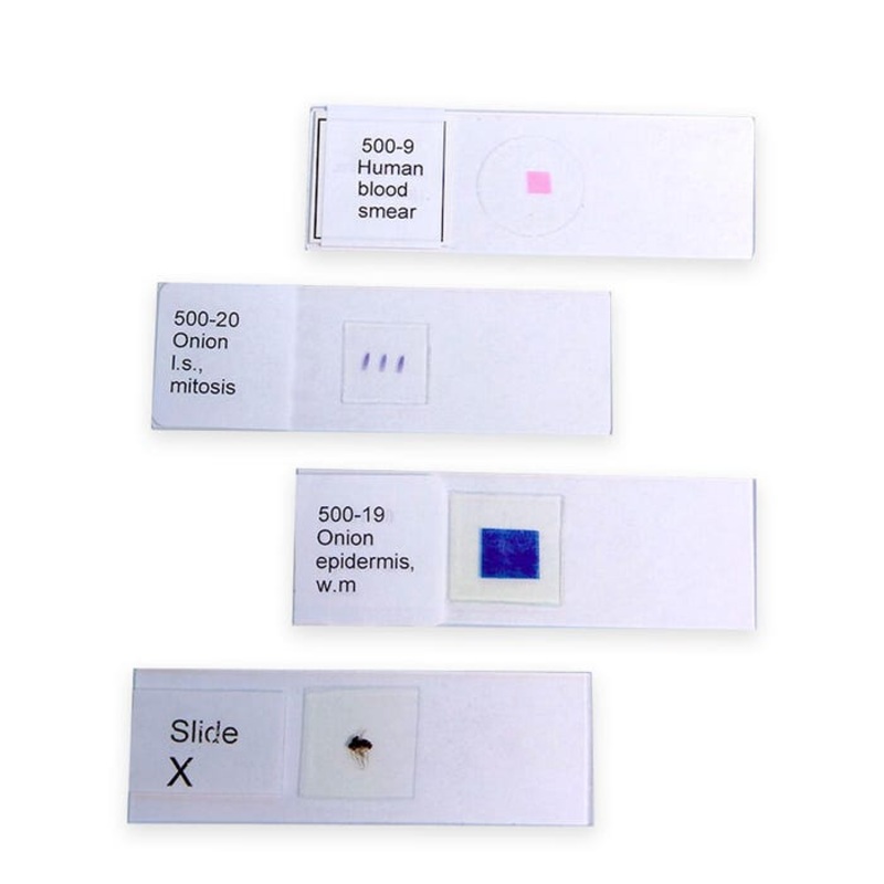 United Scientific Euglena Prepared Microscope Slide