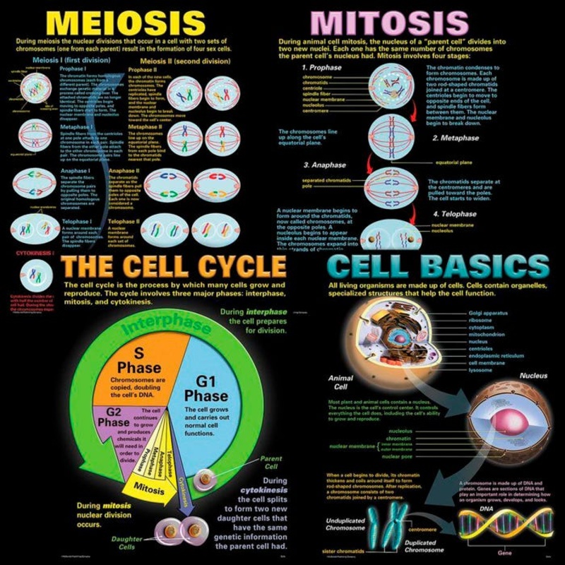 Teacher Created Resources Cells 4-Pack Poster Set