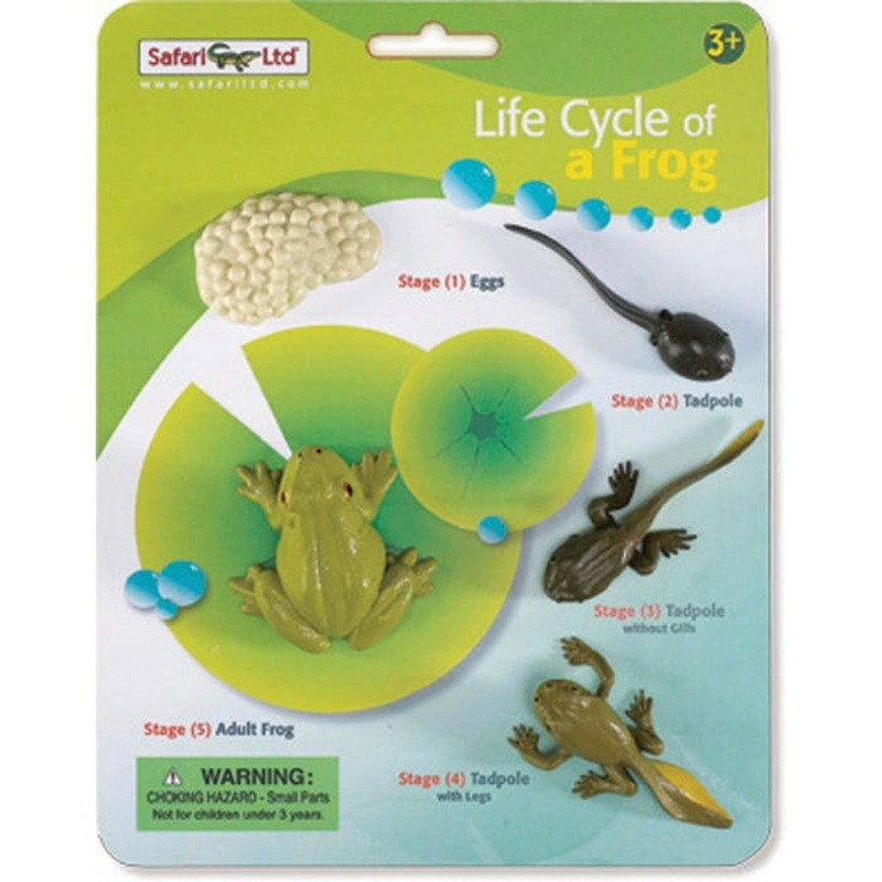 Safariology Models Life Cycle of a Frog