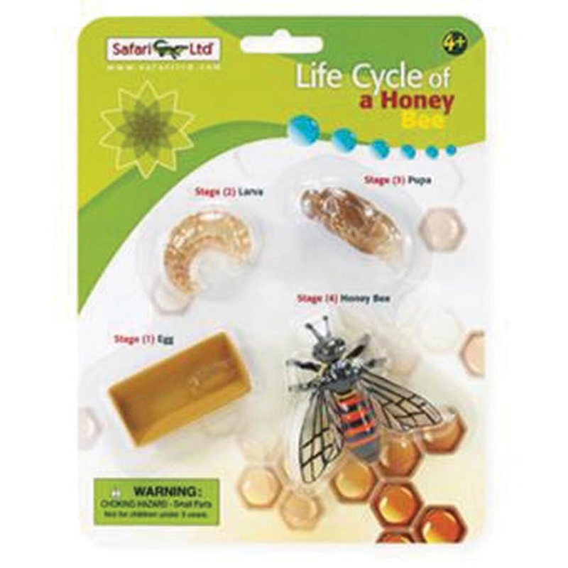 Safariology Models Life Cycle Of A Honey Bee