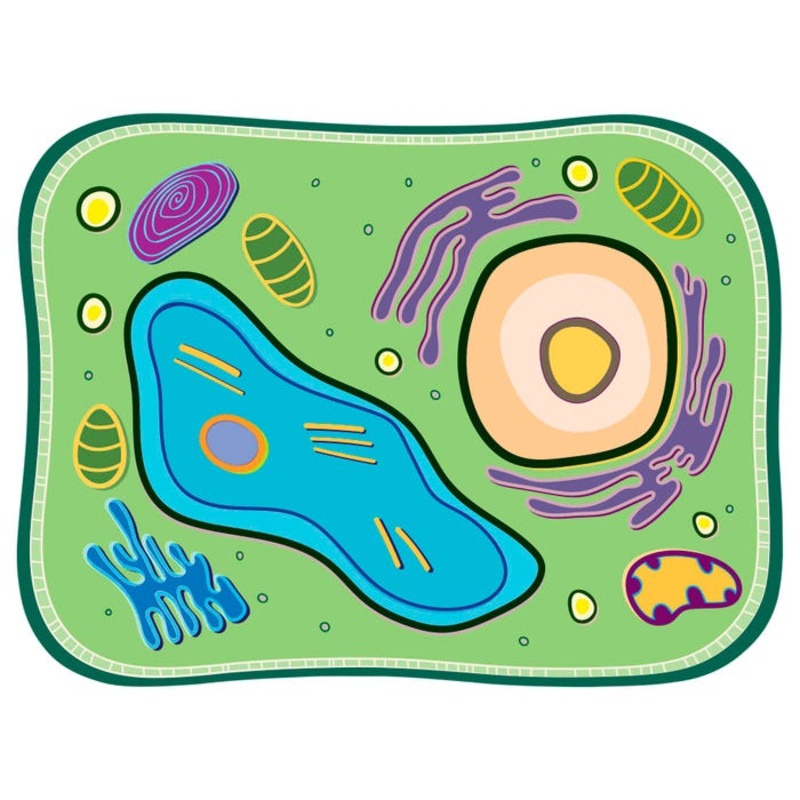 Roylco Cell Model See-Through Plant Cell Builder