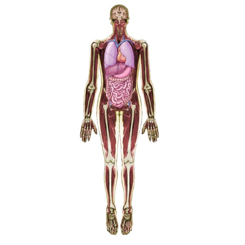 Roylco Look Inside Me MRI Scan Set
