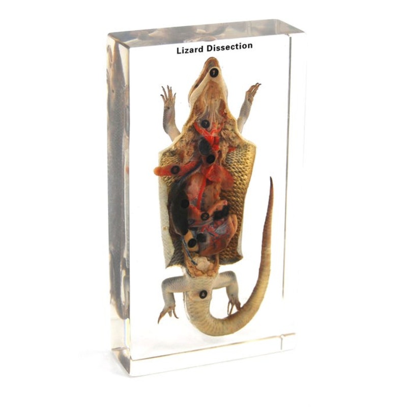Ed Speldy Dissection Specimen Block – Lizard