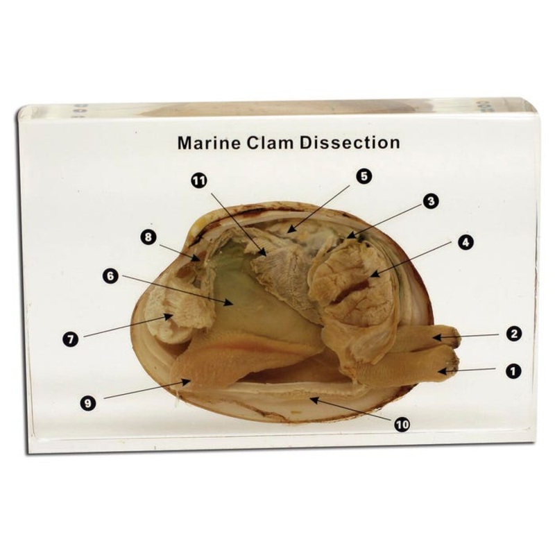 Ed Speldy Dissection Specimen Block – Marine Clam