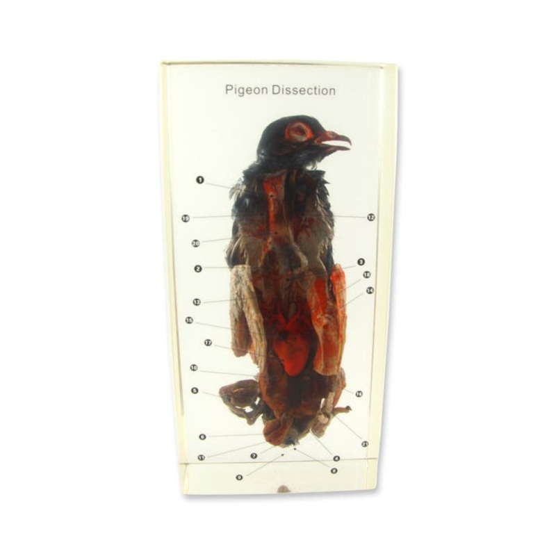 Ed Speldy Dissection Specimen Block – Pigeon