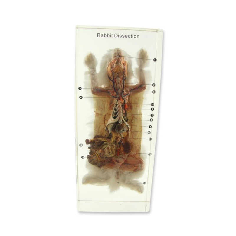 Ed Speldy Dissection Specimen Block – Rabbit