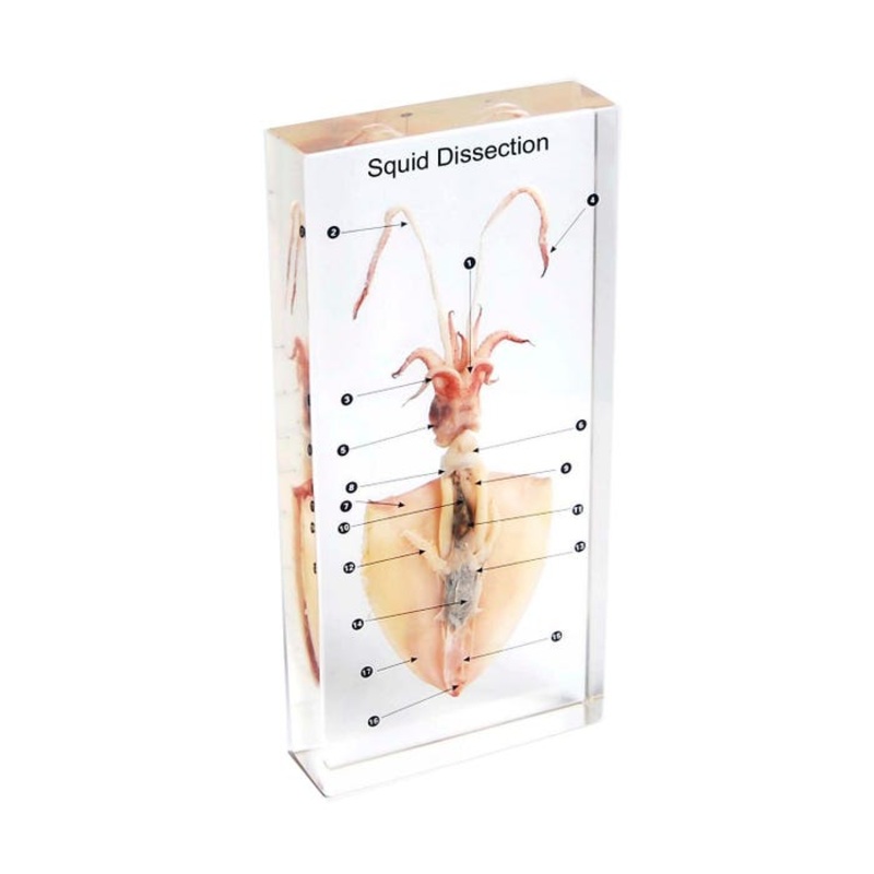 Ed Speldy Dissection Specimen Block – Squid