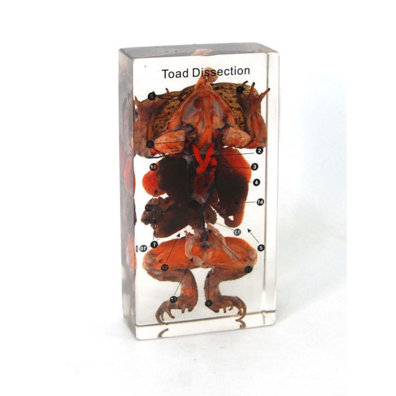 Ed Speldy Dissection Specimen Block – Toad