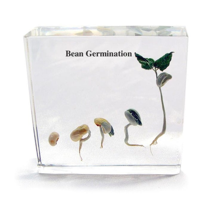 Real Bug Bean Life Cycle Block, 3-1/2 x 3-1/2 x 3/4 Inches